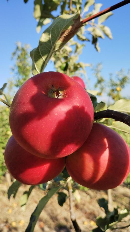 Agriturismo Fior Di Campo درونيرو المظهر الخارجي الصورة