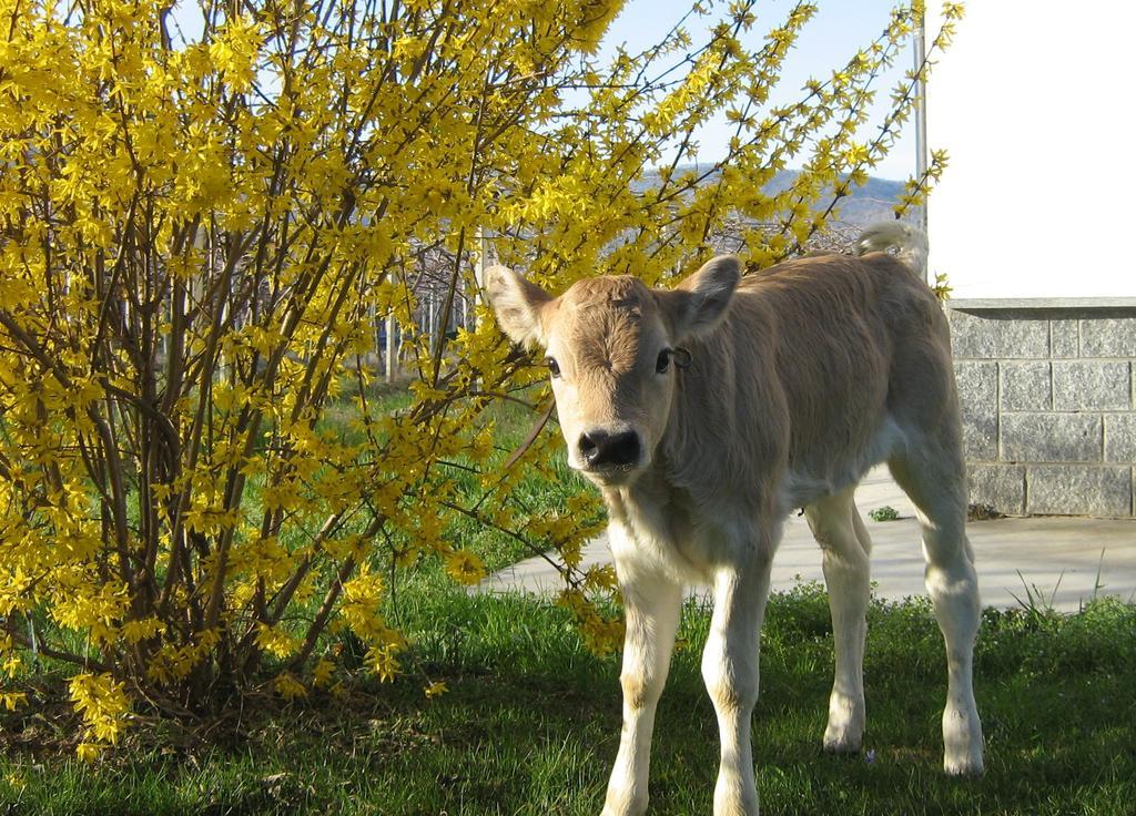 Agriturismo Fior Di Campo درونيرو المظهر الخارجي الصورة