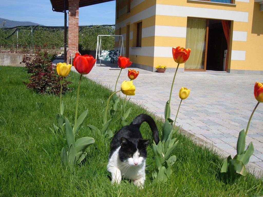 Agriturismo Fior Di Campo درونيرو المظهر الخارجي الصورة